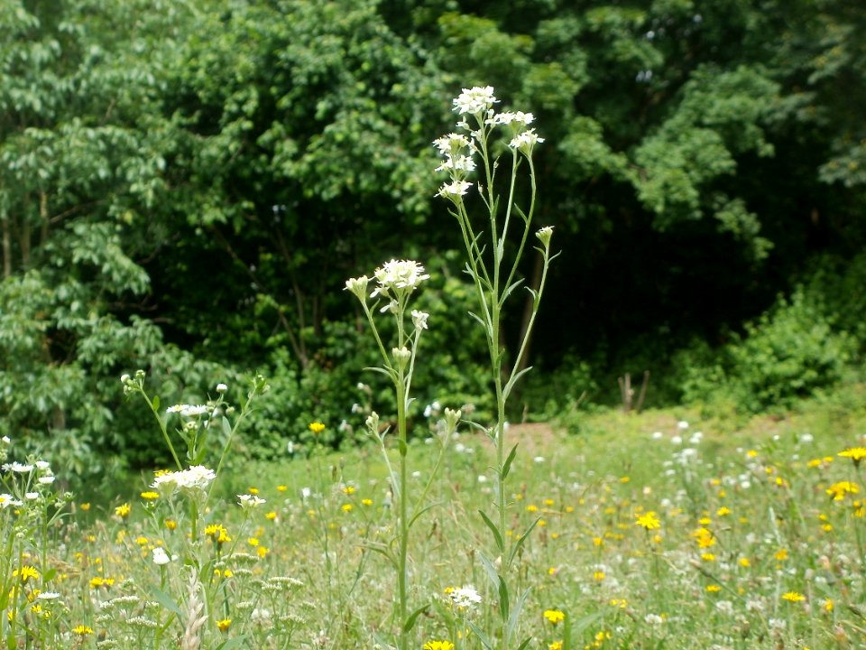 20120621Rotenbuehl_Saarbruecken2