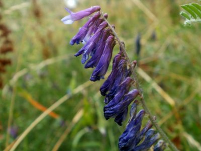 20120627Vicia_villosa2