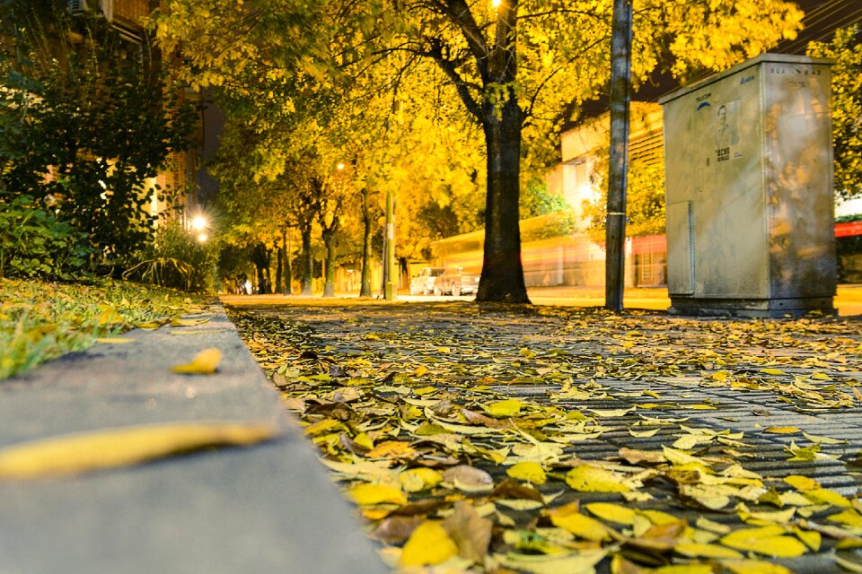 Night street trees