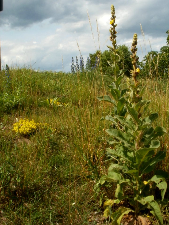 20120623Koenigskerze_Hockenheim7