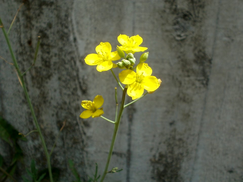 20120628Diplotaxis_tenuifolia4