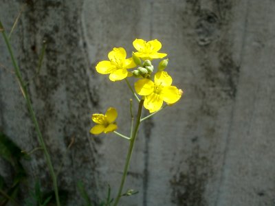 20120628Diplotaxis_tenuifolia4