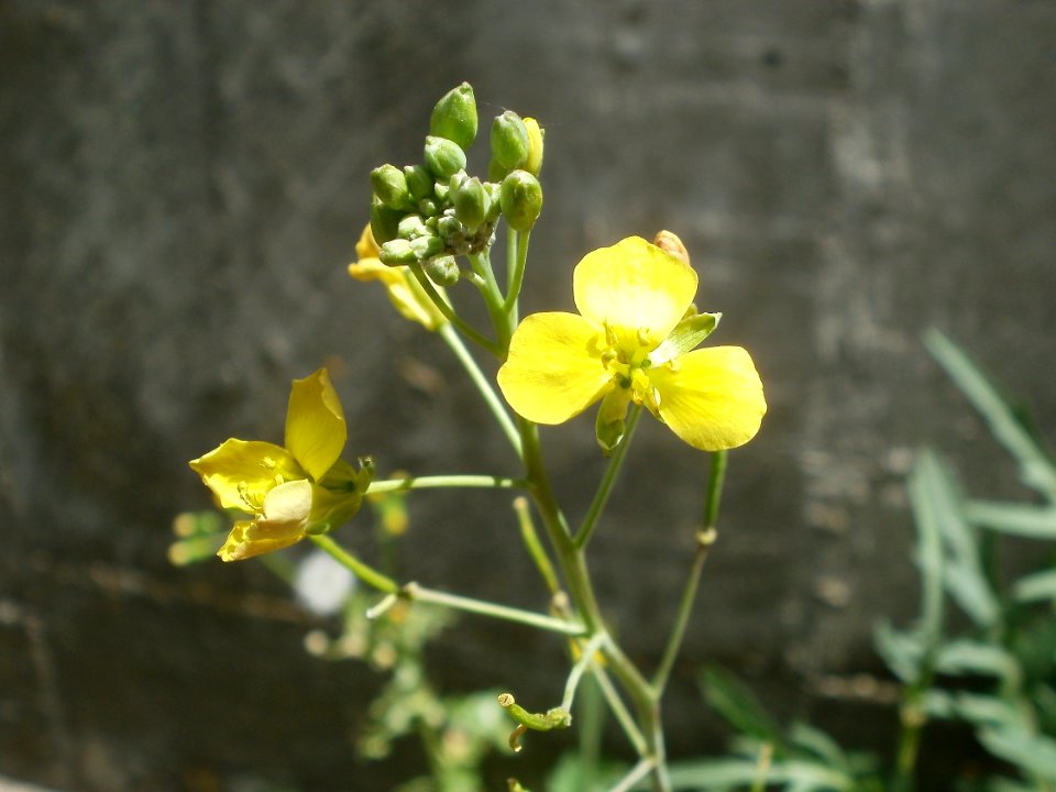 20120628Diplotaxis_tenuifolia2