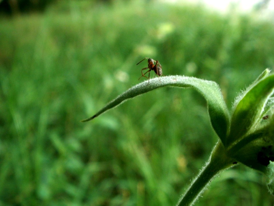 20120627Silene_latifolia2