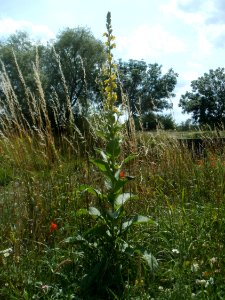 20120623Koenigskerze_Hockenheim2
