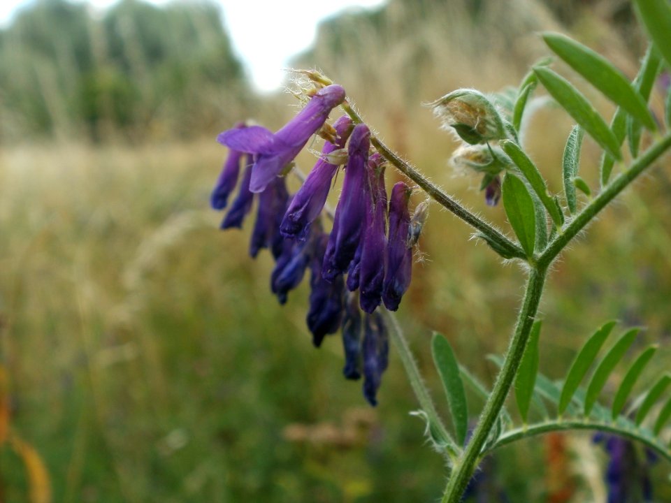 20120627Vicia_villosa3