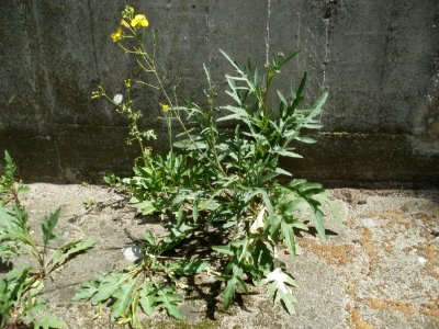 20120628Diplotaxis_tenuifolia1