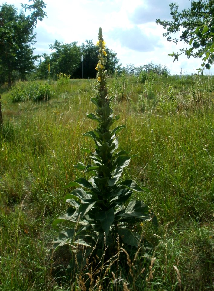 20120623Koenigskerze_Hockenheim3