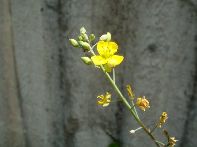 20120628Diplotaxis_tenuifolia5