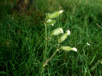 20120627Silene_latifolia