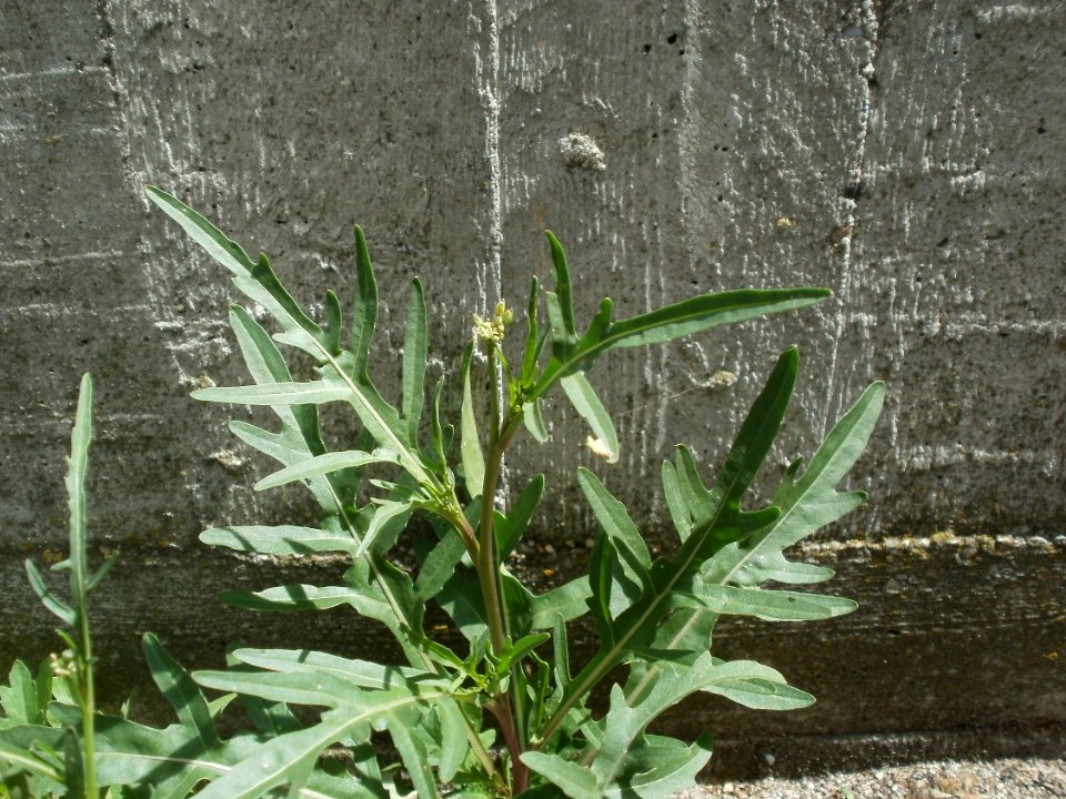 20120628Diplotaxis_tenuifolia3