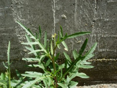 20120628Diplotaxis_tenuifolia3