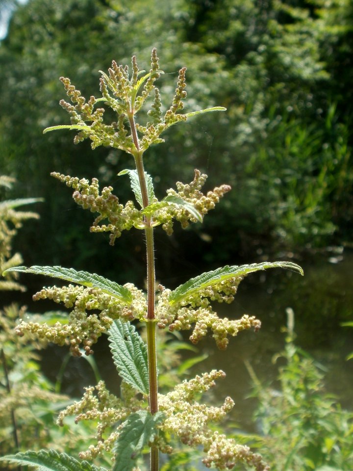 20120623_Brennnesseln_Hockenheim_2