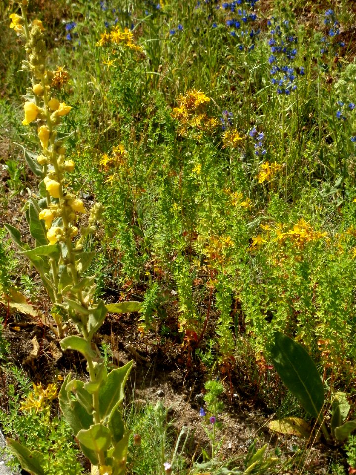 20120627Hypericum_perforatum3