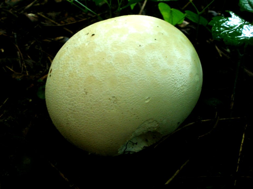 20120629Calvatia_gigantea2