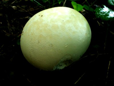 20120629Calvatia_gigantea2