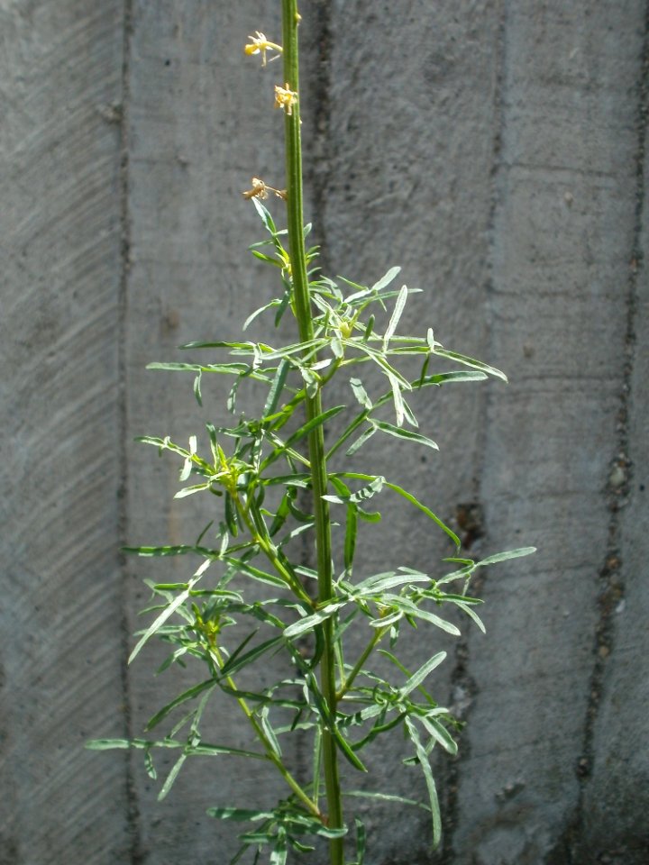 20120628Reseda_lutea2