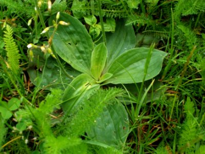 20120621Plantago_media24