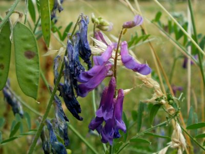 20120627Vicia_villosa1