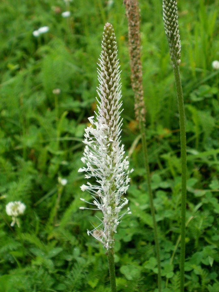 20120621Plantago_media25