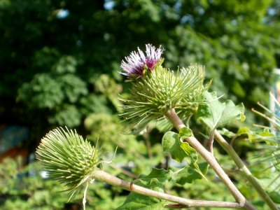 20120629Arctium_lappa7