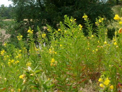 20120624Oenothera_biennis