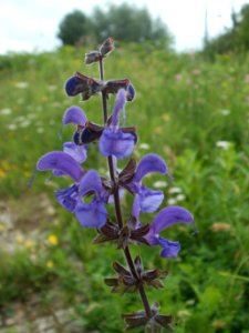 20120621Salvia_pratensis09 photo