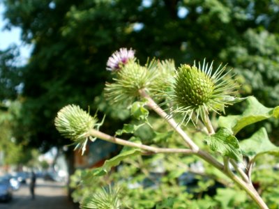 20120629Arctium_lappa6