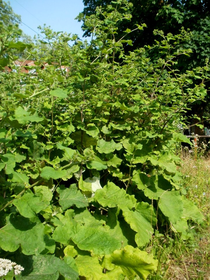 20120629Arctium_lappa4