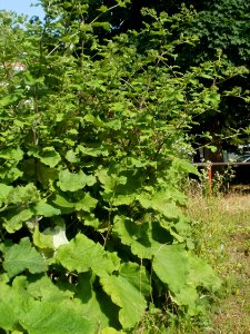 20120629Arctium_lappa5