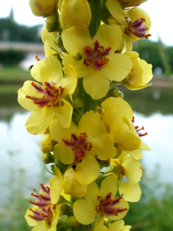 20120621Verbascum_nigrum14