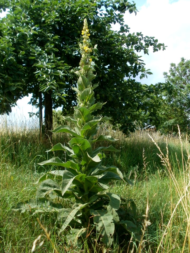 20120623Koenigskerze_Hockenheim4