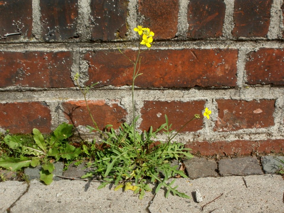 20120629Diplotaxis_tenuifolia1