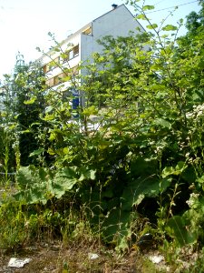 20120629Arctium_lappa2