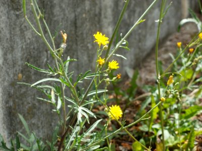 20120628Diplotaxis_tenuifolia8