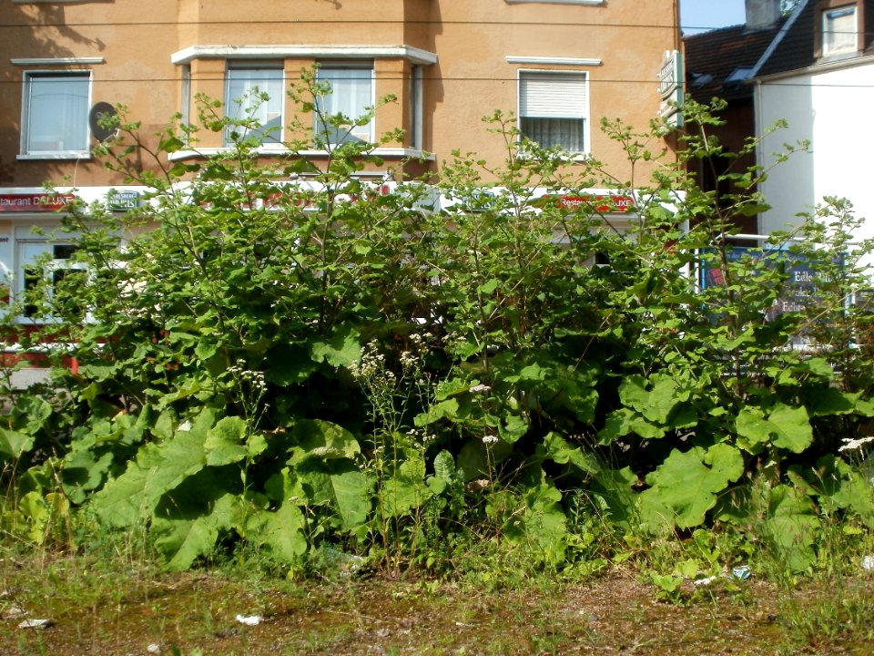 20120629Arctium_lappa1