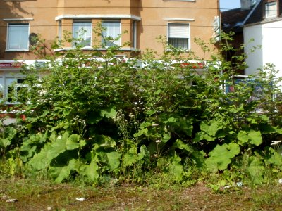 20120629Arctium_lappa1