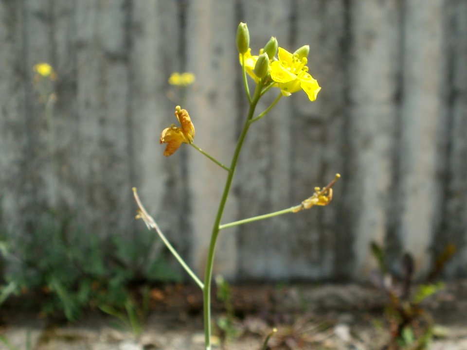 20120628Diplotaxis_tenuifolia6