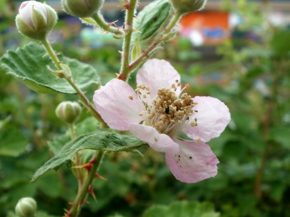 20120621Staden_Saarbruecken19