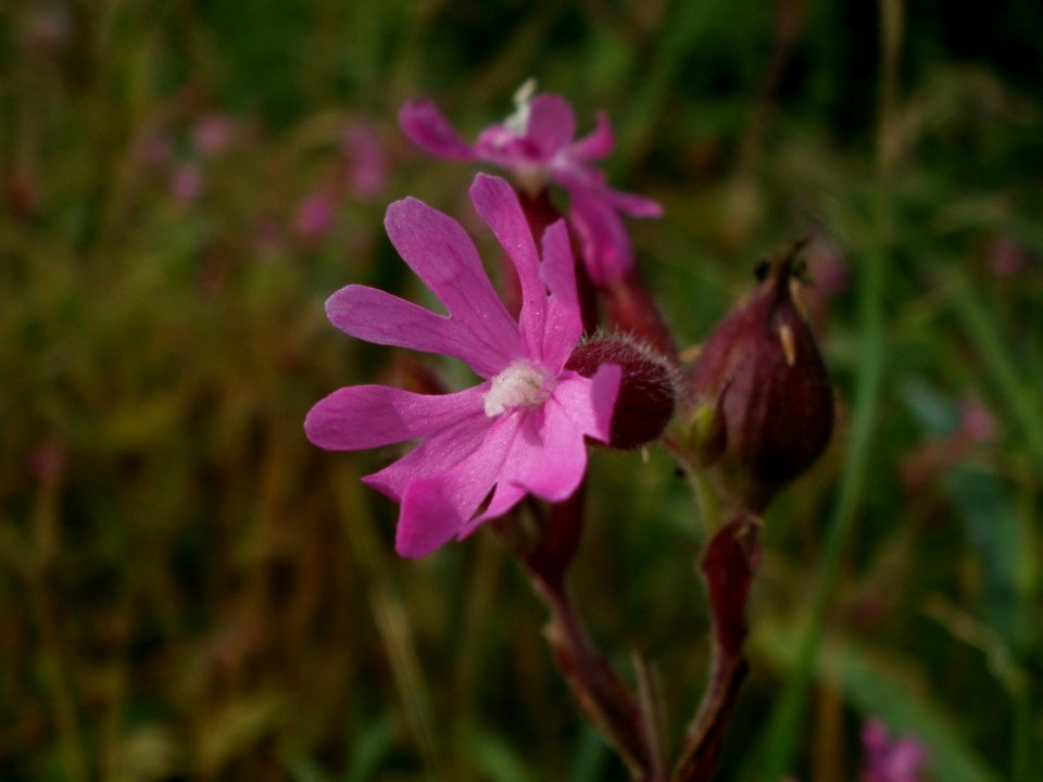 20120621Silene_dioica
