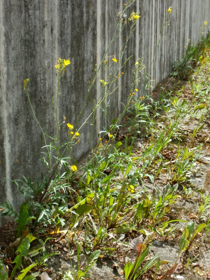 20120628Diplotaxis_tenuifolia7