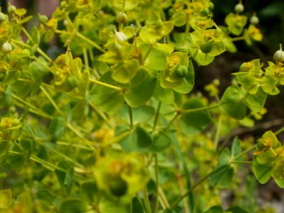 20120624Euphorbia_seguieriana2