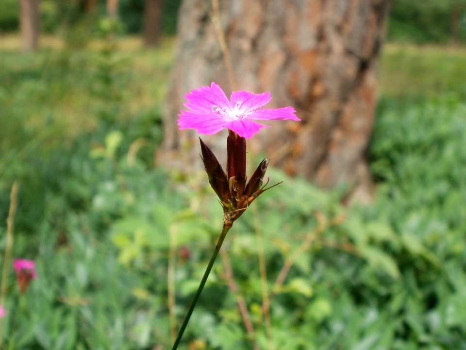 20120624Dianthus_carthusianorum1