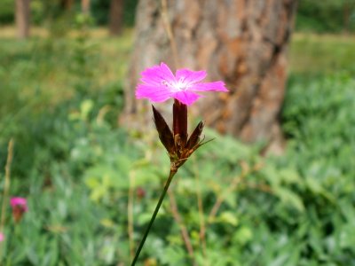 20120624Dianthus_carthusianorum1