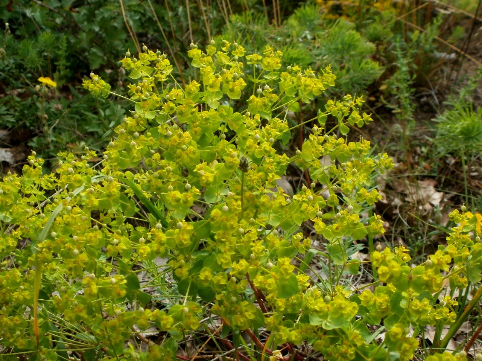 20120624Euphorbia_seguieriana1