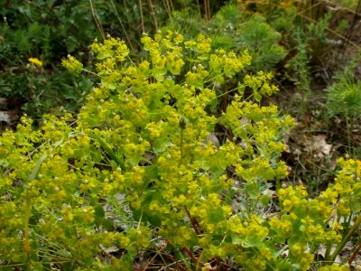 20120624Euphorbia_seguieriana1