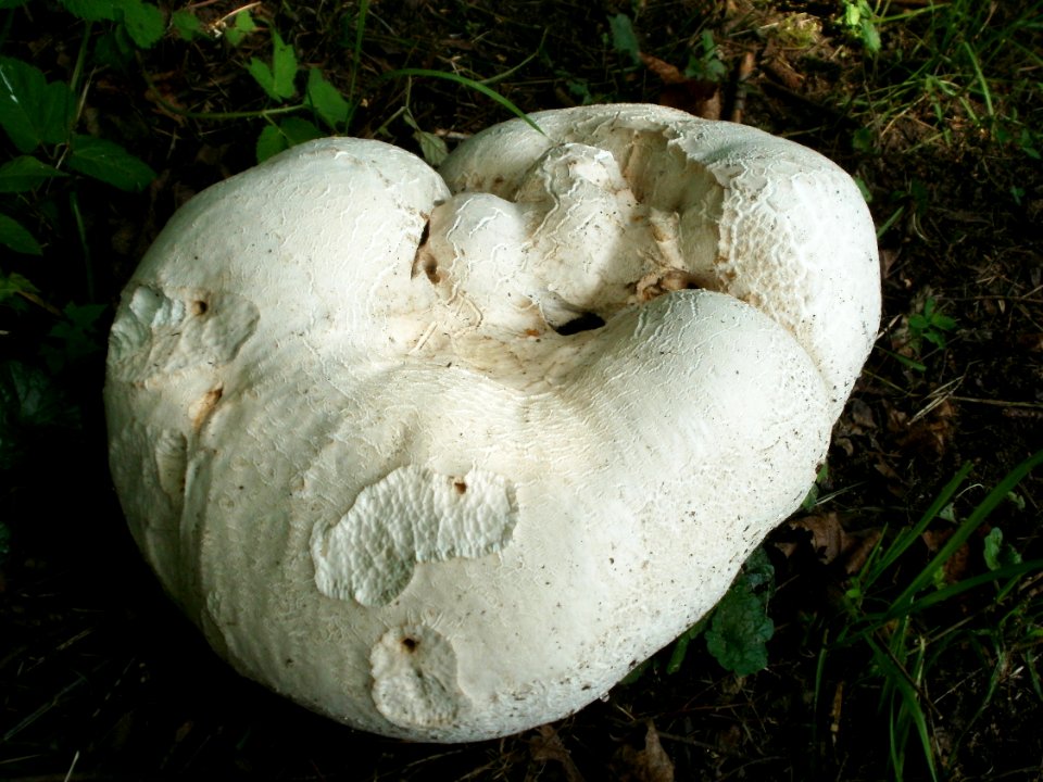 20120629Calvatia_gigantea5