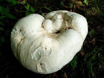 20120629Calvatia_gigantea5