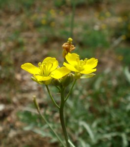20120624Diplotaxis_tenuifolia