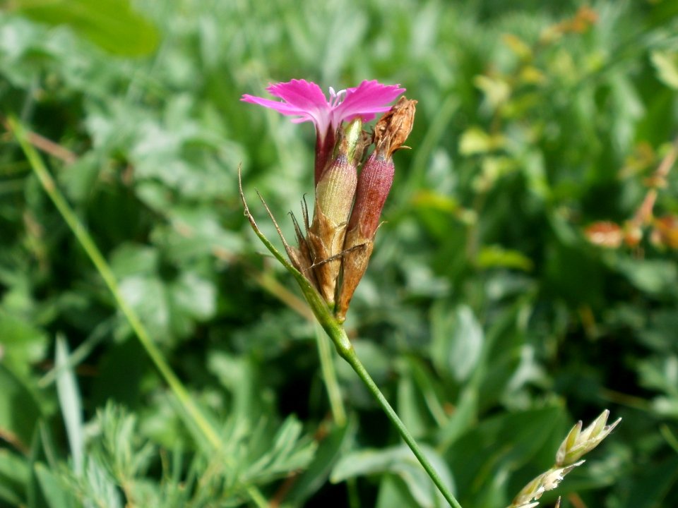 20120624Dianthus_carthusianorum3